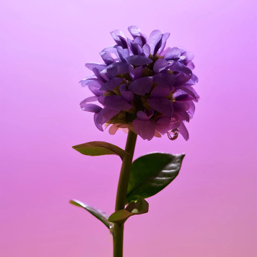 EQQUALBERRY - Bakuchiol Plumping Serum